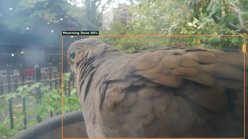 Mourning Dove